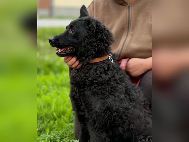 Tango ein Superdog