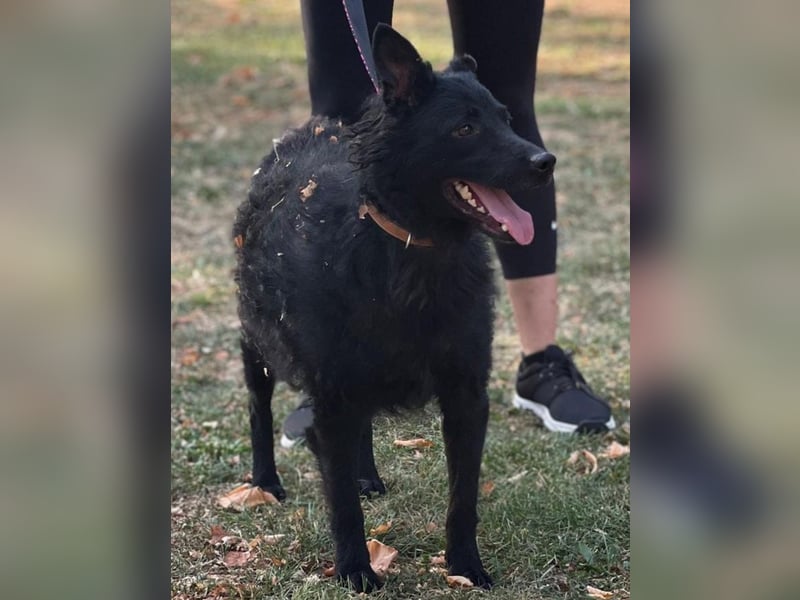 Tango ein Superdog