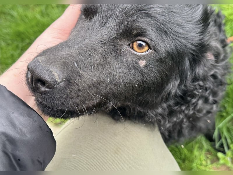 Mario eine Seele vom Hund