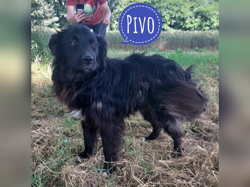 Pivo ein zarter Schatz