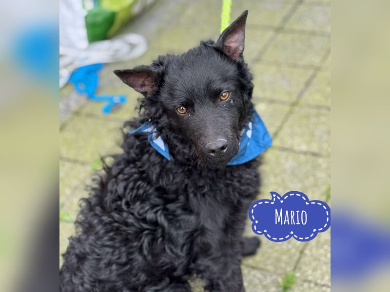 Mario eine Seele vom Hund