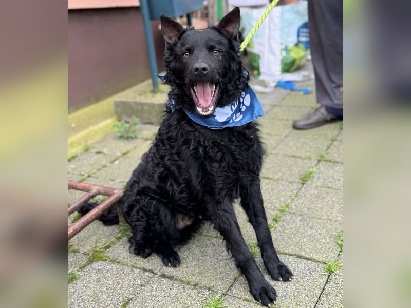Mario eine Seele vom Hund