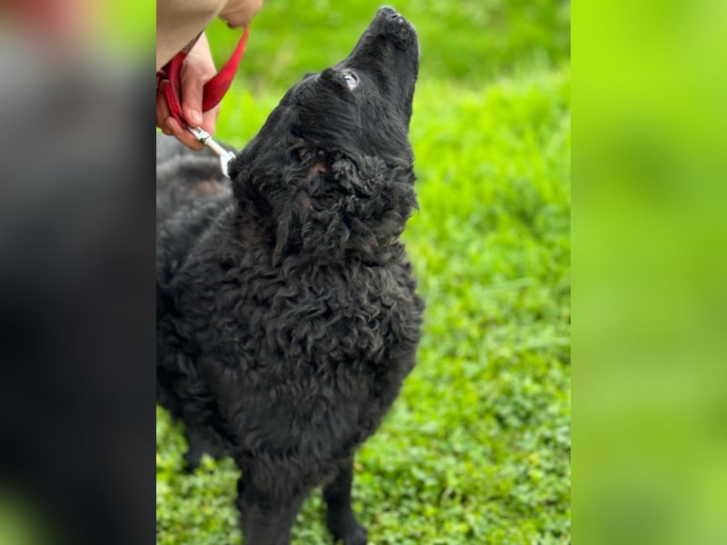 Tango ein Superdog