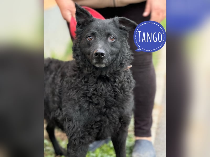 Tango ein Superdog