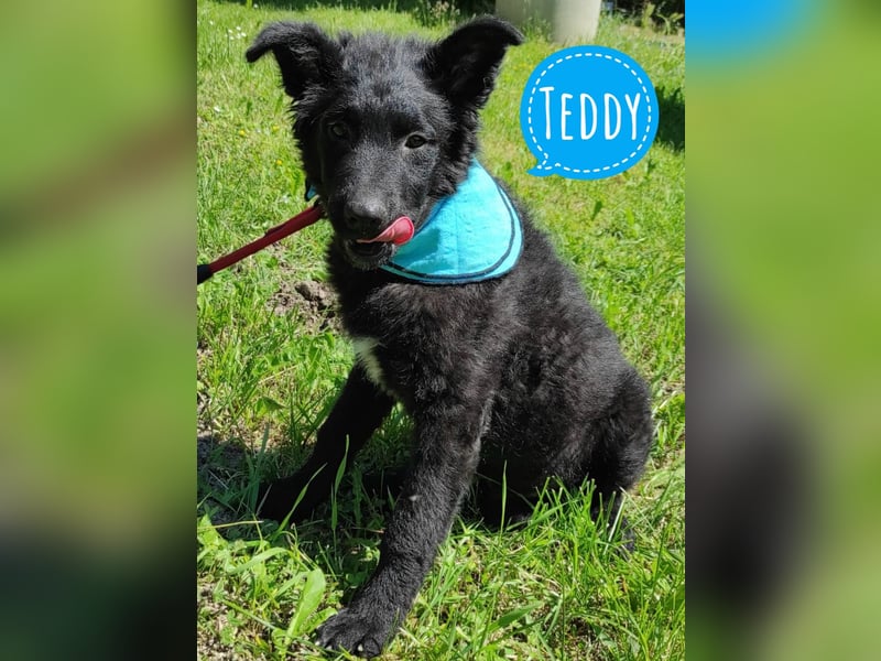 Teddy braucht Liebe