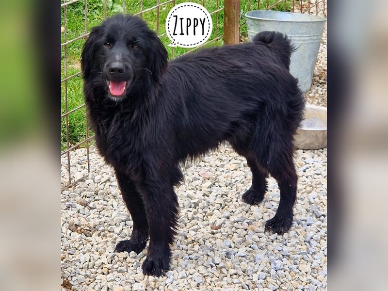 Zippy ein wundervolles Wesen