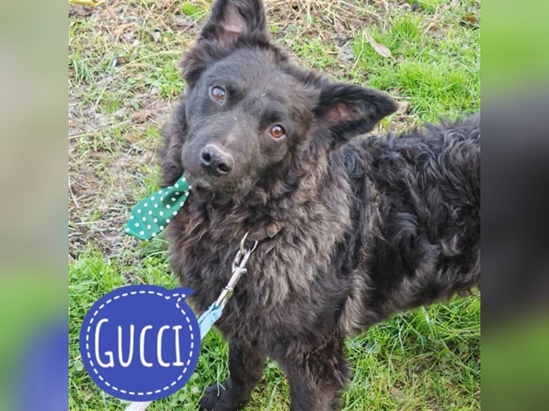 Gucci ein sanfter wundervoller