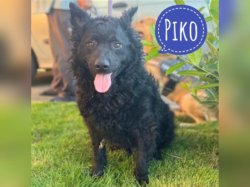 Piko ein schwarzer Sonnenschein