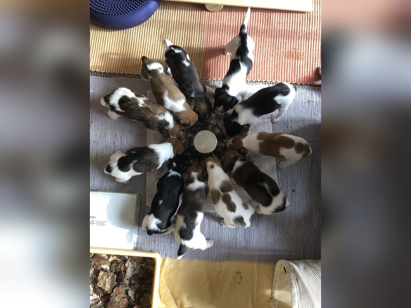 Kromfohrländer Welpen aus Hamburg suchen ein liebevolles Zuhause (Einkreuzprojekt)
