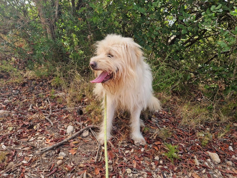 TOSHI auf Pflege in Goch, NRW