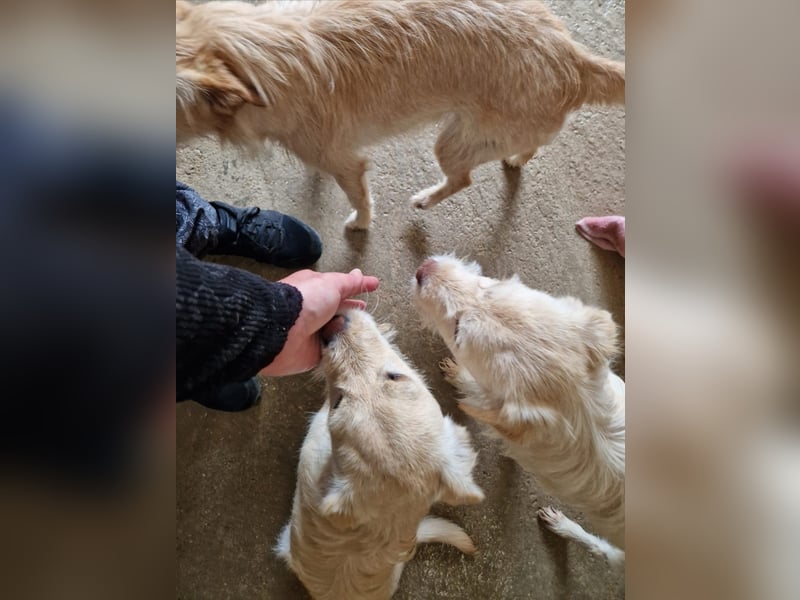 ELIAH, SHILOH, FIORIN und LEIONA