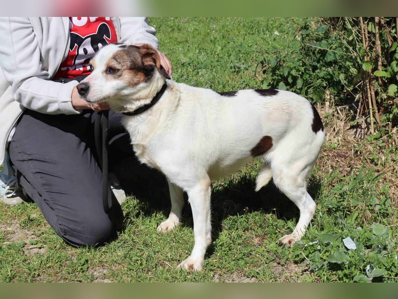 MIMOSA - sanft -  lieb - ruhig ❣️ braucht ein Zuhause ❗️