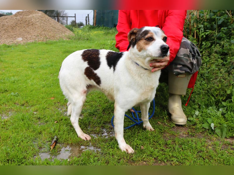 MIMOSA - sanft -  lieb - ruhig ❣️ braucht ein Zuhause ❗️