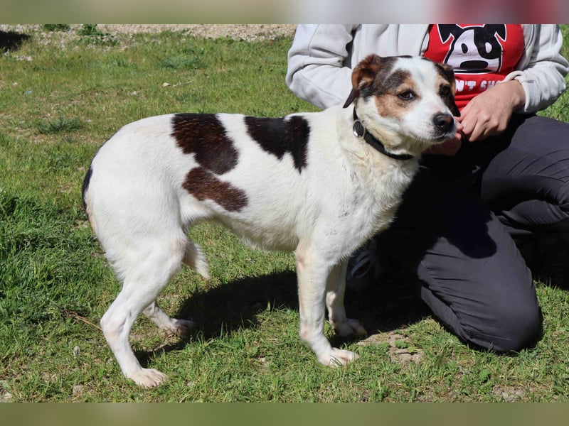 MIMOSA - sanft -  lieb - ruhig ❣️ braucht ein Zuhause ❗️