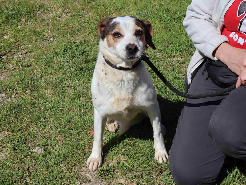 MIMOSA - sanft -  lieb - ruhig ❣️ braucht ein Zuhause ❗️