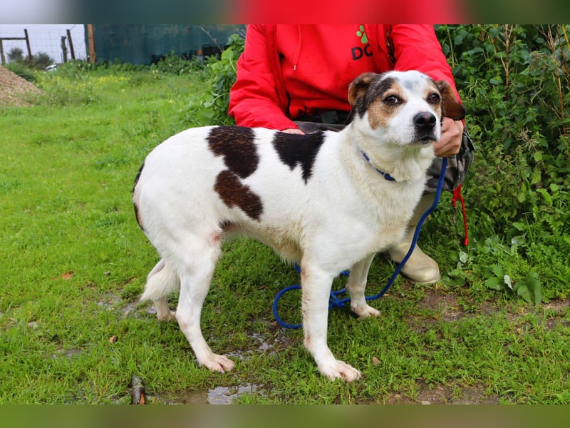 MIMOSA - sanft -  lieb - ruhig ❣️ braucht ein Zuhause ❗️