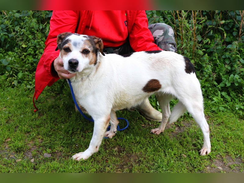 MIMOSA - sanft -  lieb - ruhig ❣️ braucht ein Zuhause ❗️