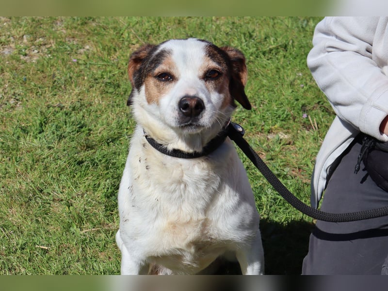 MIMOSA - sanft -  lieb - ruhig ❣️ braucht ein Zuhause ❗️