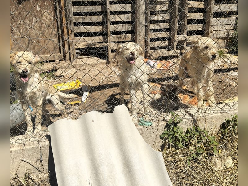 ELIAH, SHILOH, FIORIN und LEIONA
