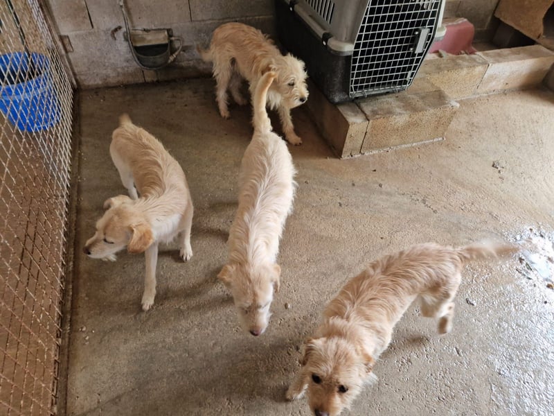 ELIAH, SHILOH, FIORIN und LEIONA