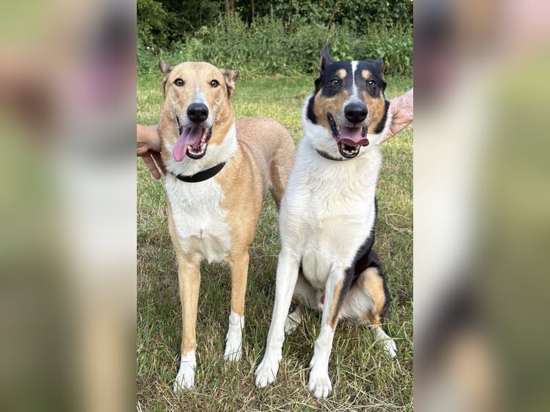 Kurzhaarcollie Welpe Kurzhaar Collie Welpe Smooth Collie