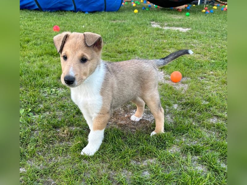 Kurzhaarcollie Welpe Kurzhaar Collie Welpe Smooth Collie