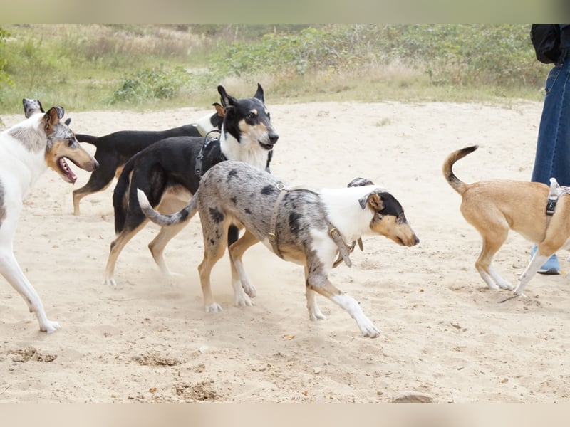 Wir haben Kurzhaarcollie-Welpen aus top Verpaarung! Wir haben Kurzhaarcollie-Welpen aus top Verpaarung!