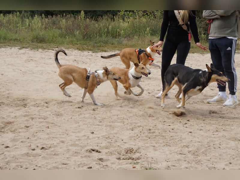 Wir haben Kurzhaarcollie-Welpen aus top Verpaarung! Wir haben Kurzhaarcollie-Welpen aus top Verpaarung!