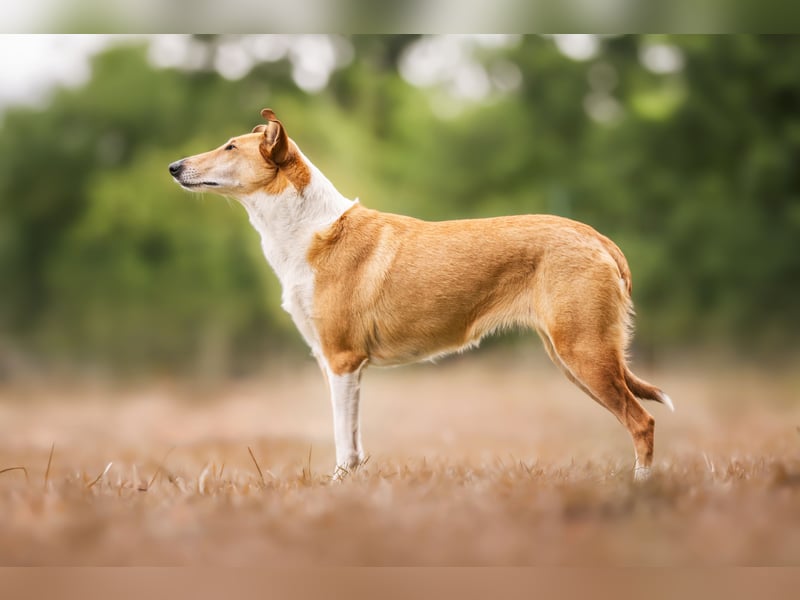 Wir haben Kurzhaarcollie-Welpen aus top Verpaarung! Wir haben Kurzhaarcollie-Welpen aus top Verpaarung!