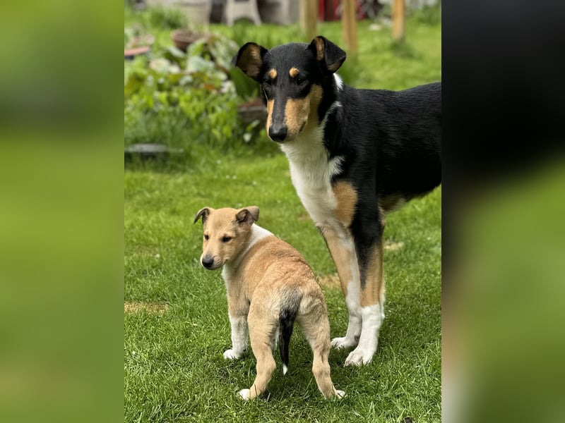 Wir haben Kurzhaarcollie-Welpen aus top Verpaarung! Wir haben Kurzhaarcollie-Welpen aus top Verpaarung!