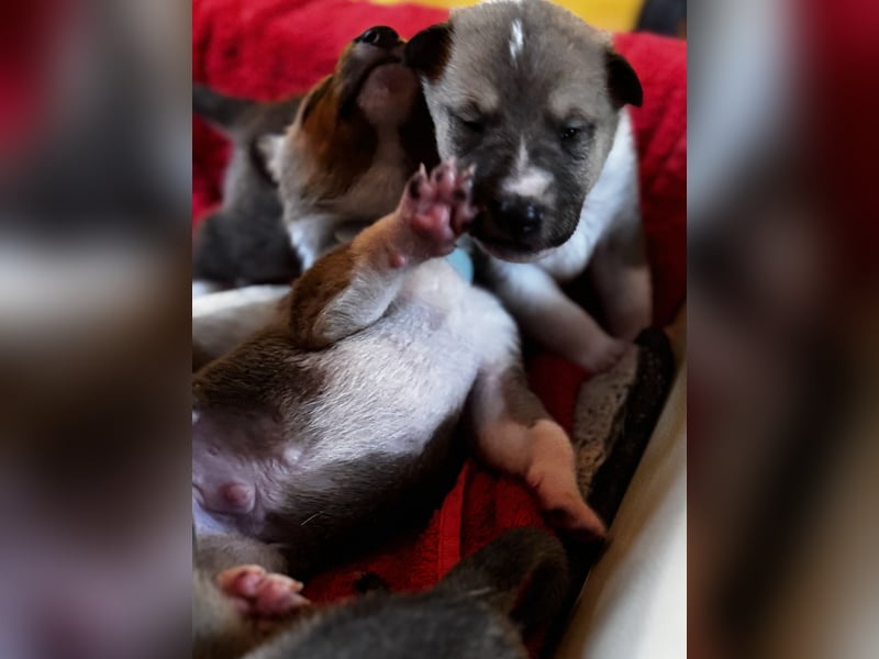 Wir haben Kurzhaarcollie-Welpen aus top Verpaarung! Wir haben Kurzhaarcollie-Welpen aus top Verpaarung!