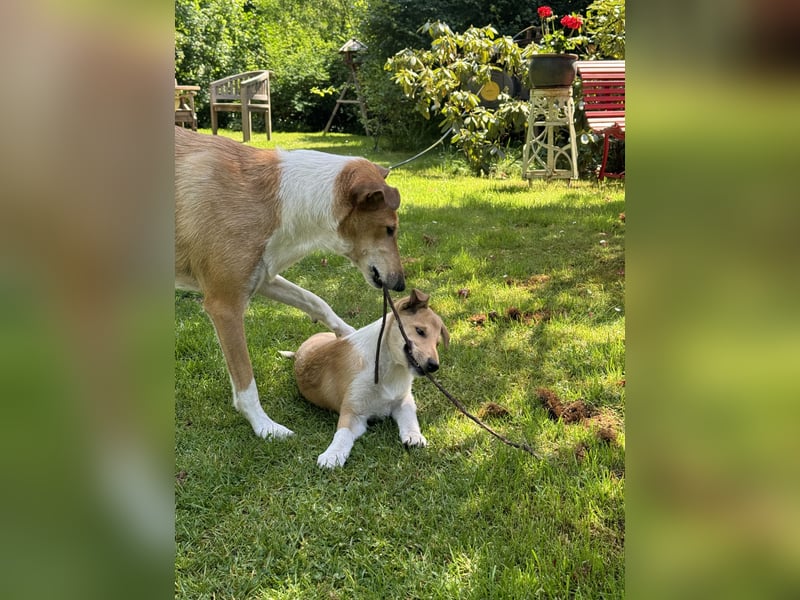 Wir haben Kurzhaarcollie-Welpen aus top Verpaarung! Wir haben Kurzhaarcollie-Welpen aus top Verpaarung!
