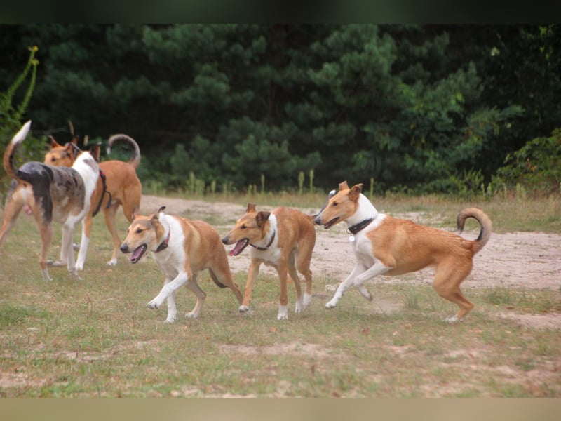 Wir haben Kurzhaarcollie-Welpen aus top Verpaarung! Wir haben Kurzhaarcollie-Welpen aus top Verpaarung!