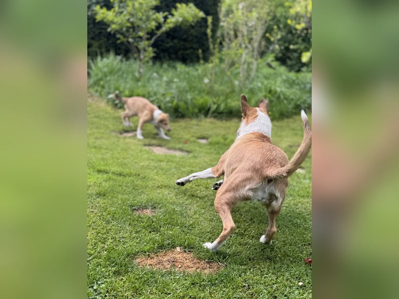 Wir haben Kurzhaarcollie-Welpen aus top Verpaarung! Wir haben Kurzhaarcollie-Welpen aus top Verpaarung!