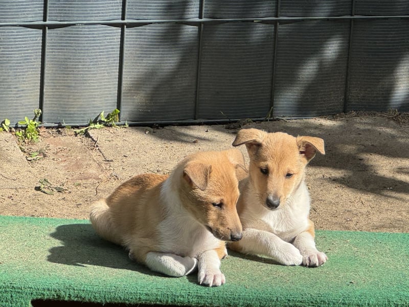 Wir haben Kurzhaarcollie-Welpen aus top Verpaarung! Wir haben Kurzhaarcollie-Welpen aus top Verpaarung!