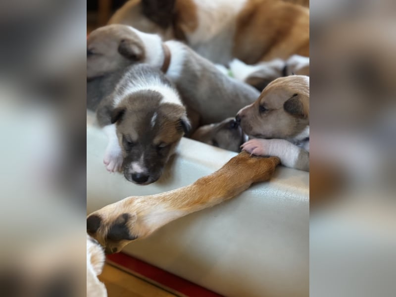 Wir haben Kurzhaarcollie-Welpen aus top Verpaarung! Wir haben Kurzhaarcollie-Welpen aus top Verpaarung!