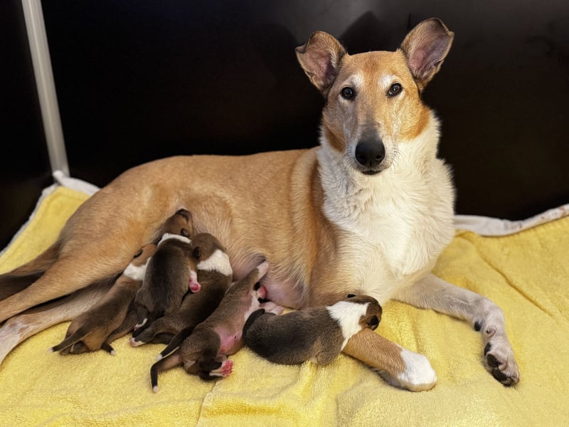 Wir haben Kurzhaarcollie-Welpen aus top Verpaarung! Wir haben Kurzhaarcollie-Welpen aus top Verpaarung!