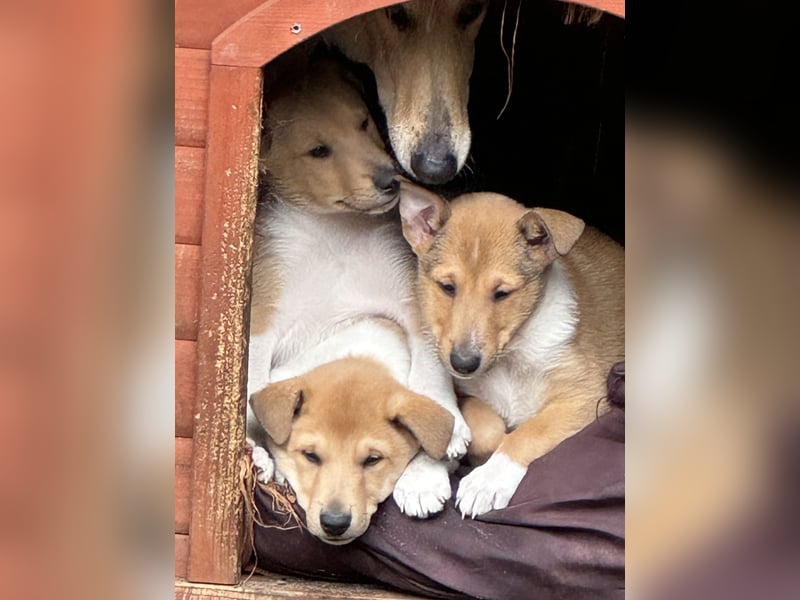 Wir haben Kurzhaarcollie-Welpen aus top Verpaarung! Wir haben Kurzhaarcollie-Welpen aus top Verpaarung!