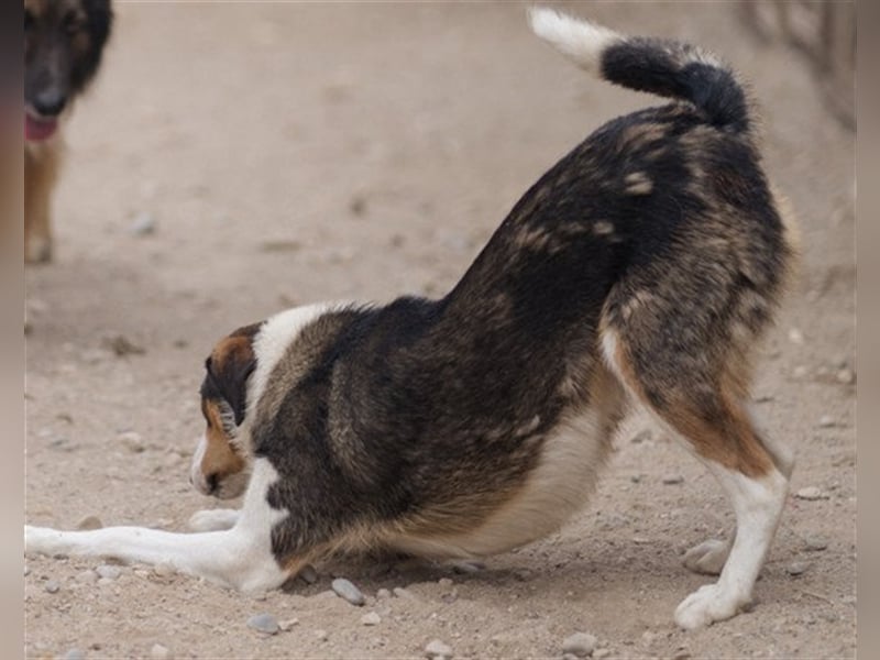 ♥Rocco♥ junger Bracken-Collie-Mix-Rüde