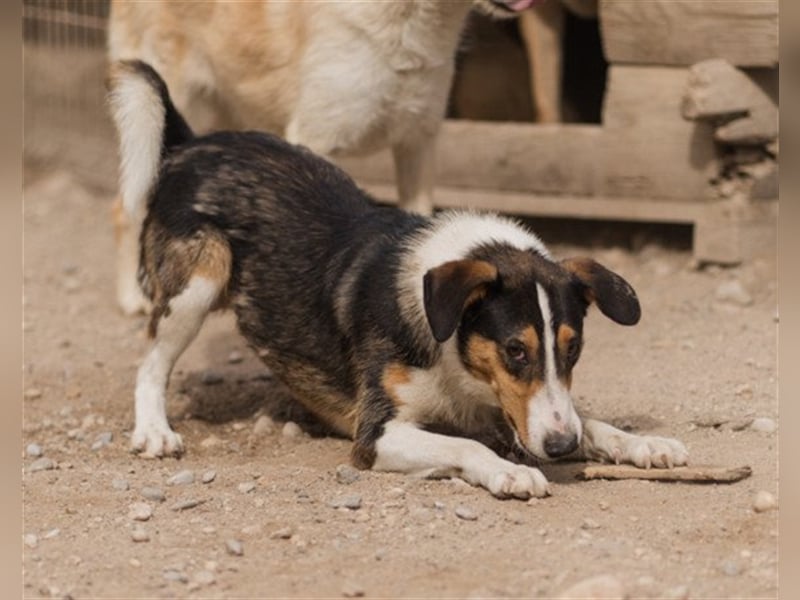 ♥Rocco♥ junger Bracken-Collie-Mix-Rüde