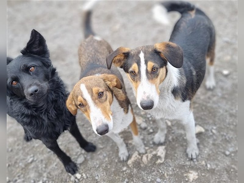 ♥Rocco♥ junger Bracken-Collie-Mix-Rüde