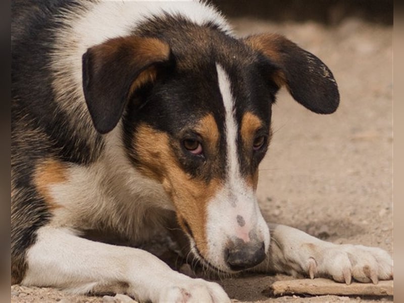 ♥Rocco♥ junger Bracken-Collie-Mix-Rüde