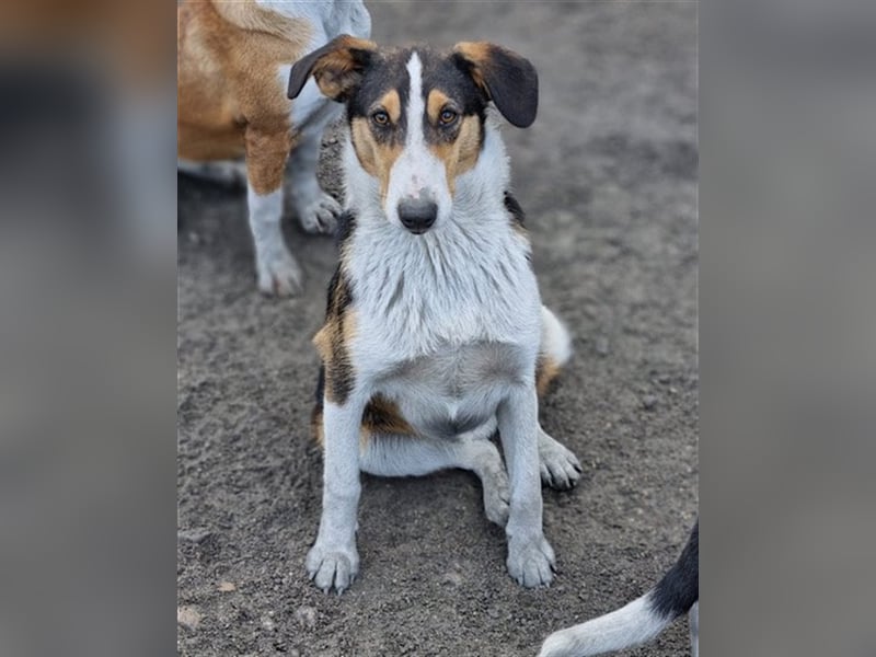 ♥Rocco♥ junger Bracken-Collie-Mix-Rüde