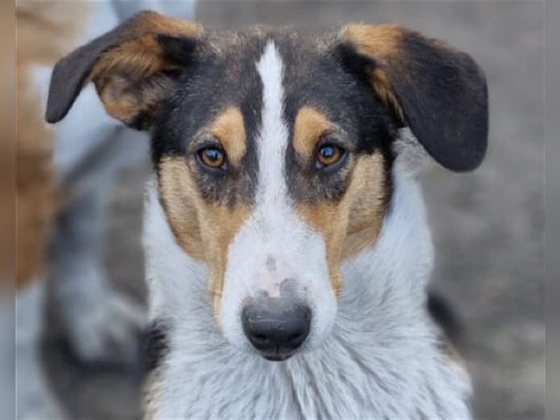 ♥Rocco♥ junger Bracken-Collie-Mix-Rüde