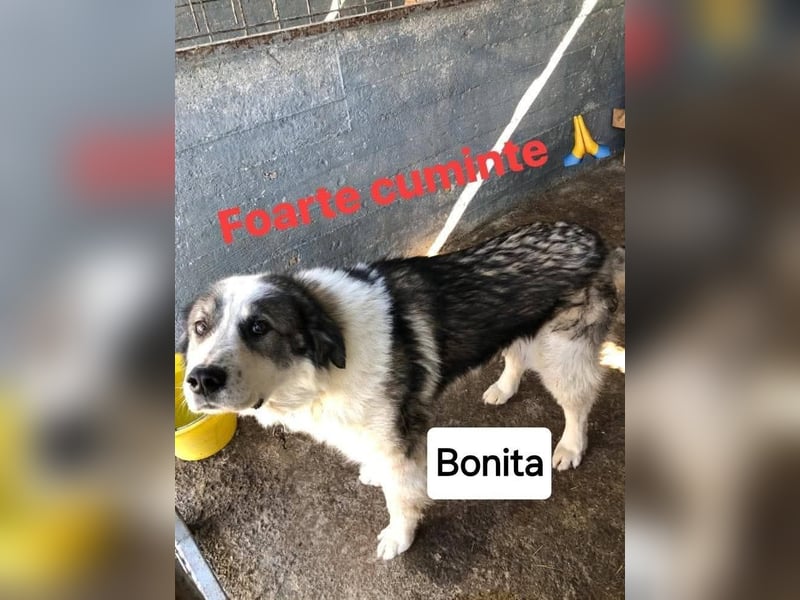 Bonita - sooo menschenbezogen