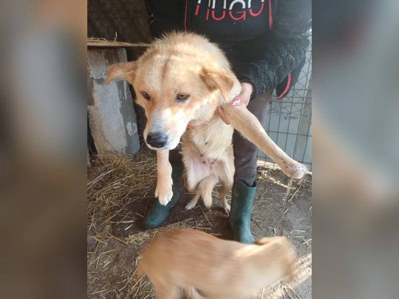 Millie fehlt eine Pfote