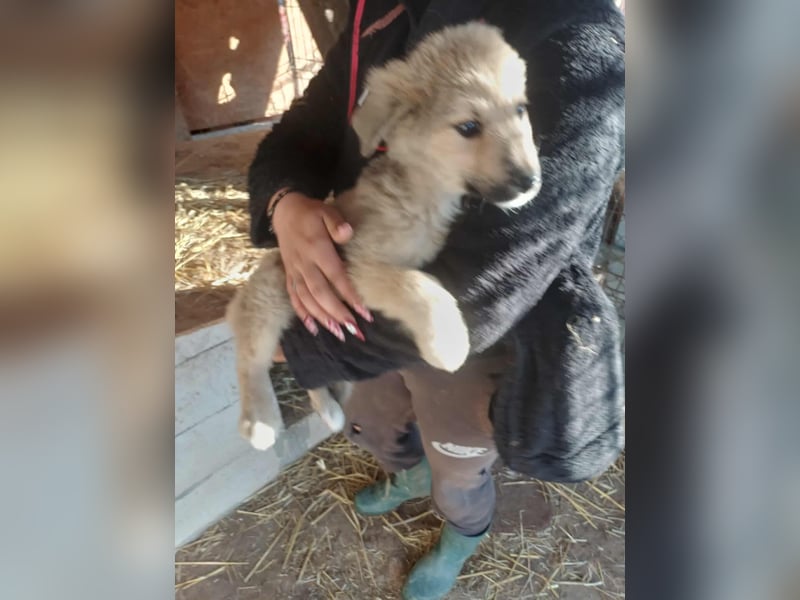 Armando - zuckersüß