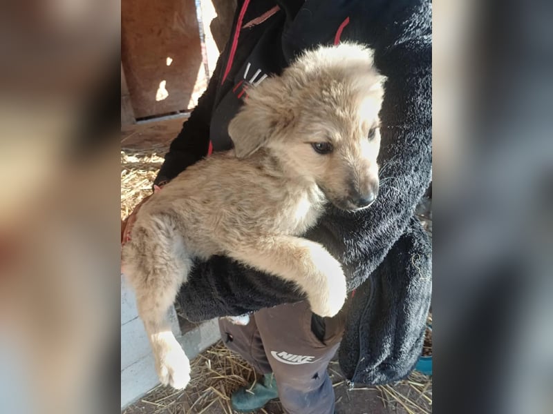 Armando - zuckersüß