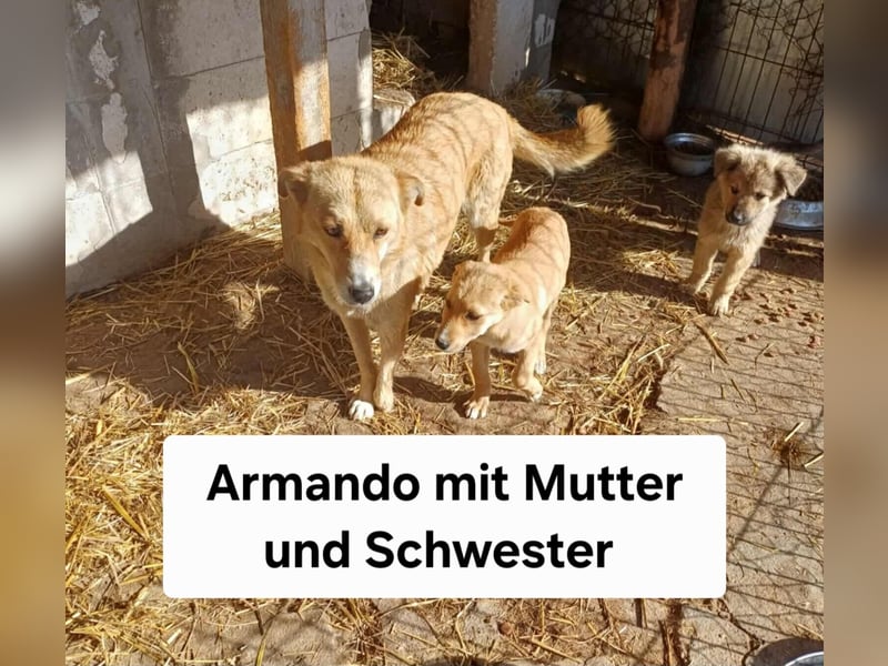 Armando- auf Pflegestelle PLZ 30938