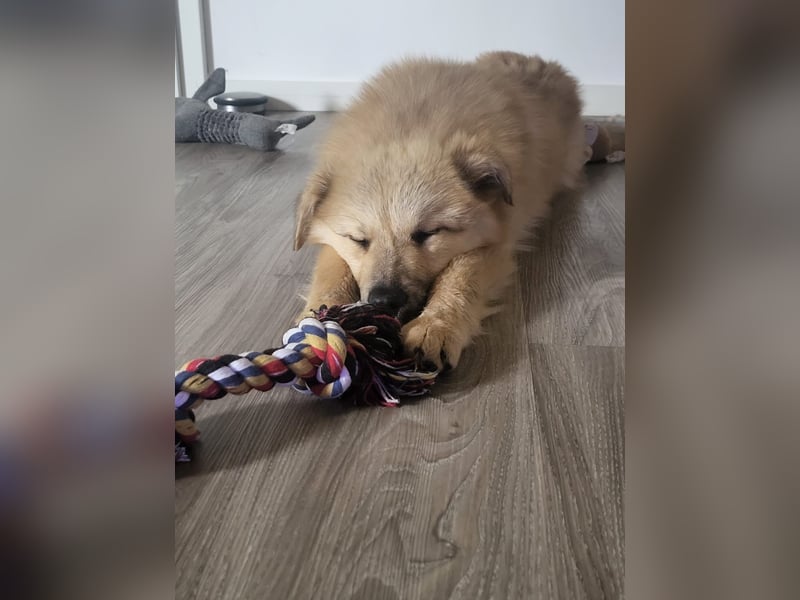 Armando- auf Pflegestelle PLZ 30938